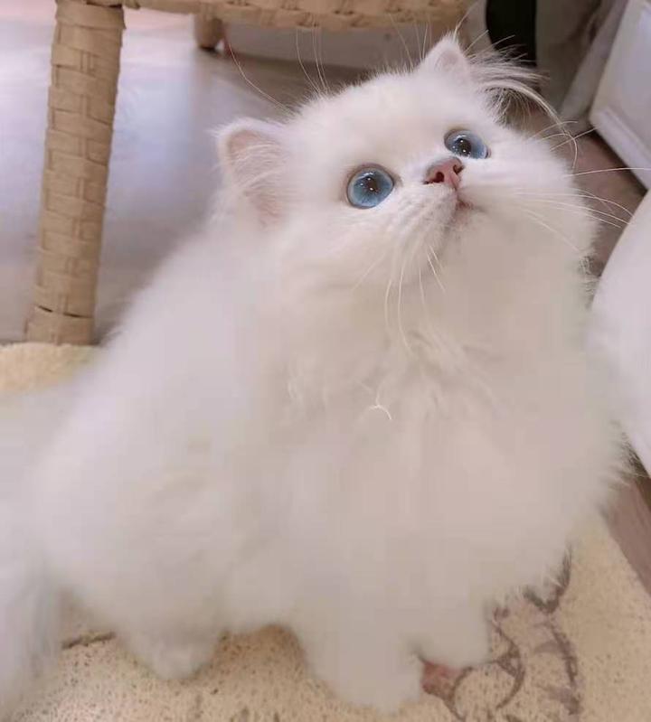 金渐层重点金点和银渐层重点银点的区别