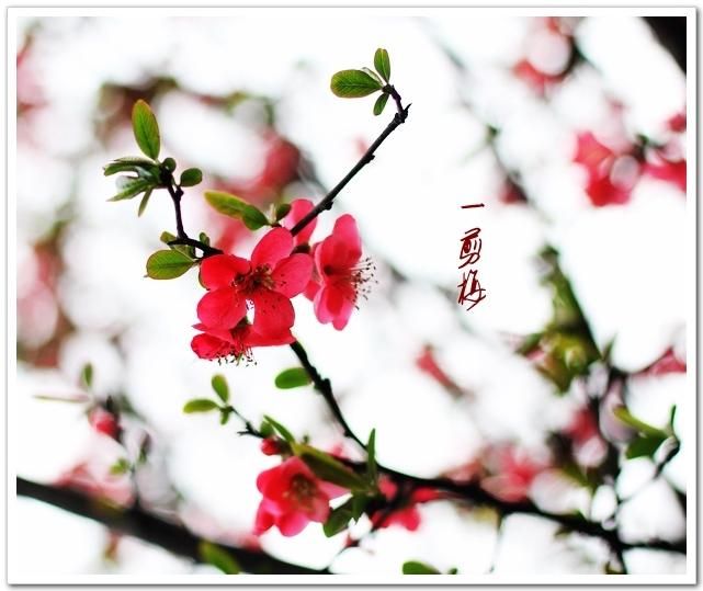 一剪梅•红藕香残玉簟秋 李清照 - 知乎