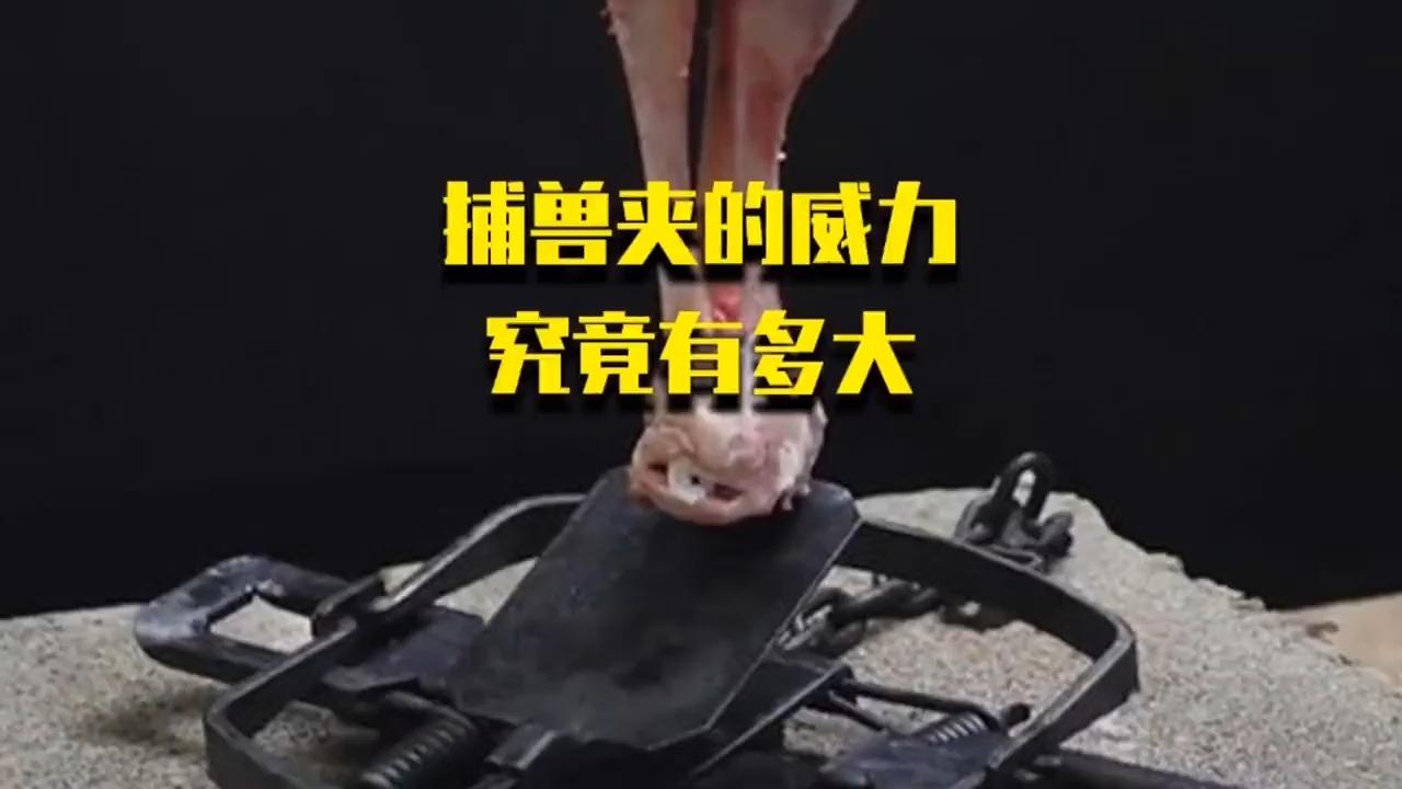 如何打开捕兽夹