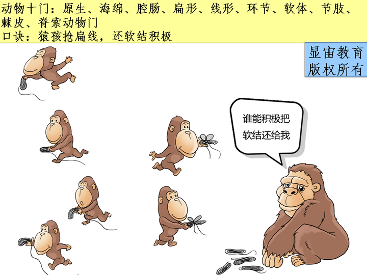 如何快速记住动物分类十门 知乎