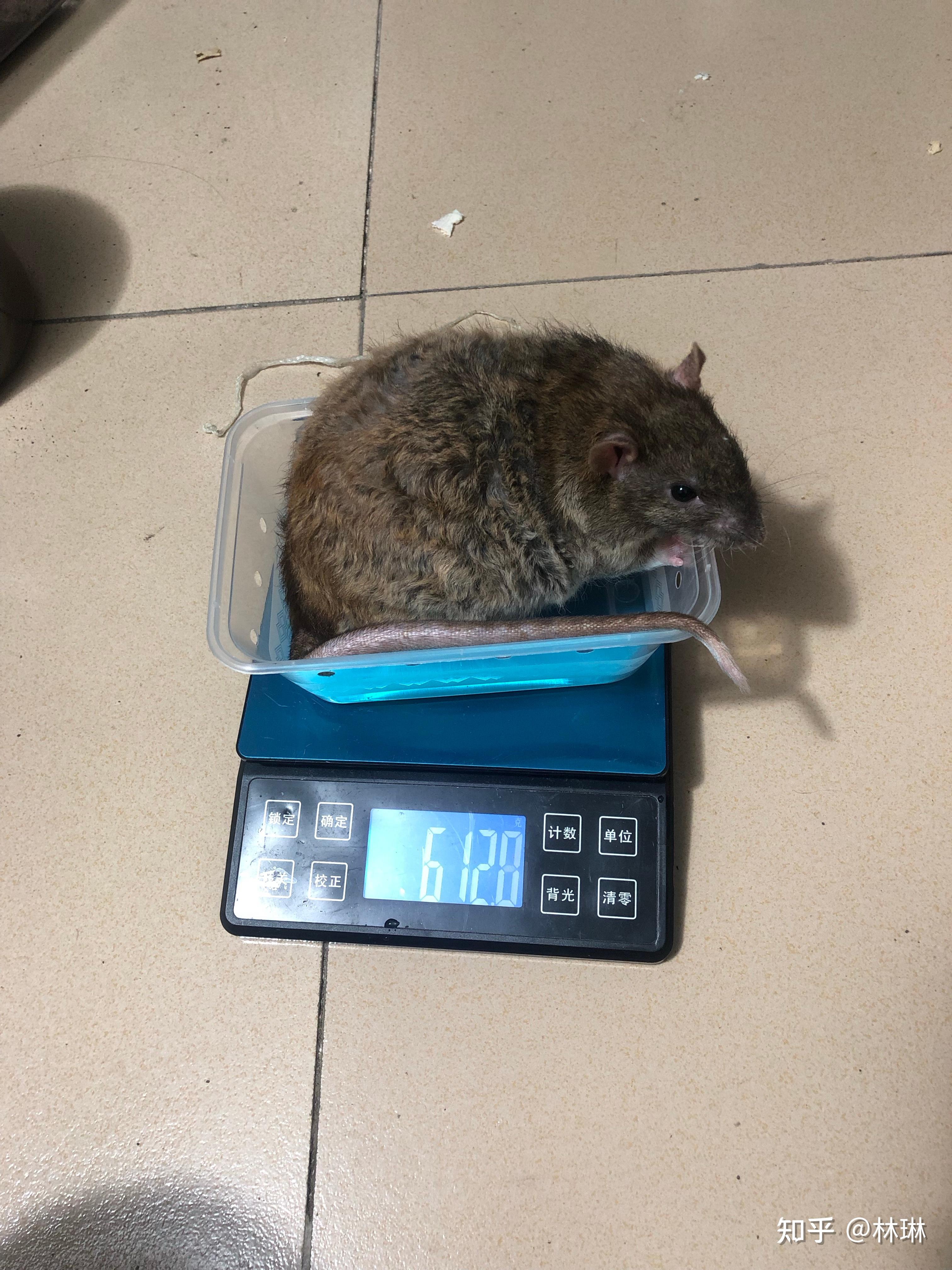花枝鼠和老鼠的区别是啥? - 知乎