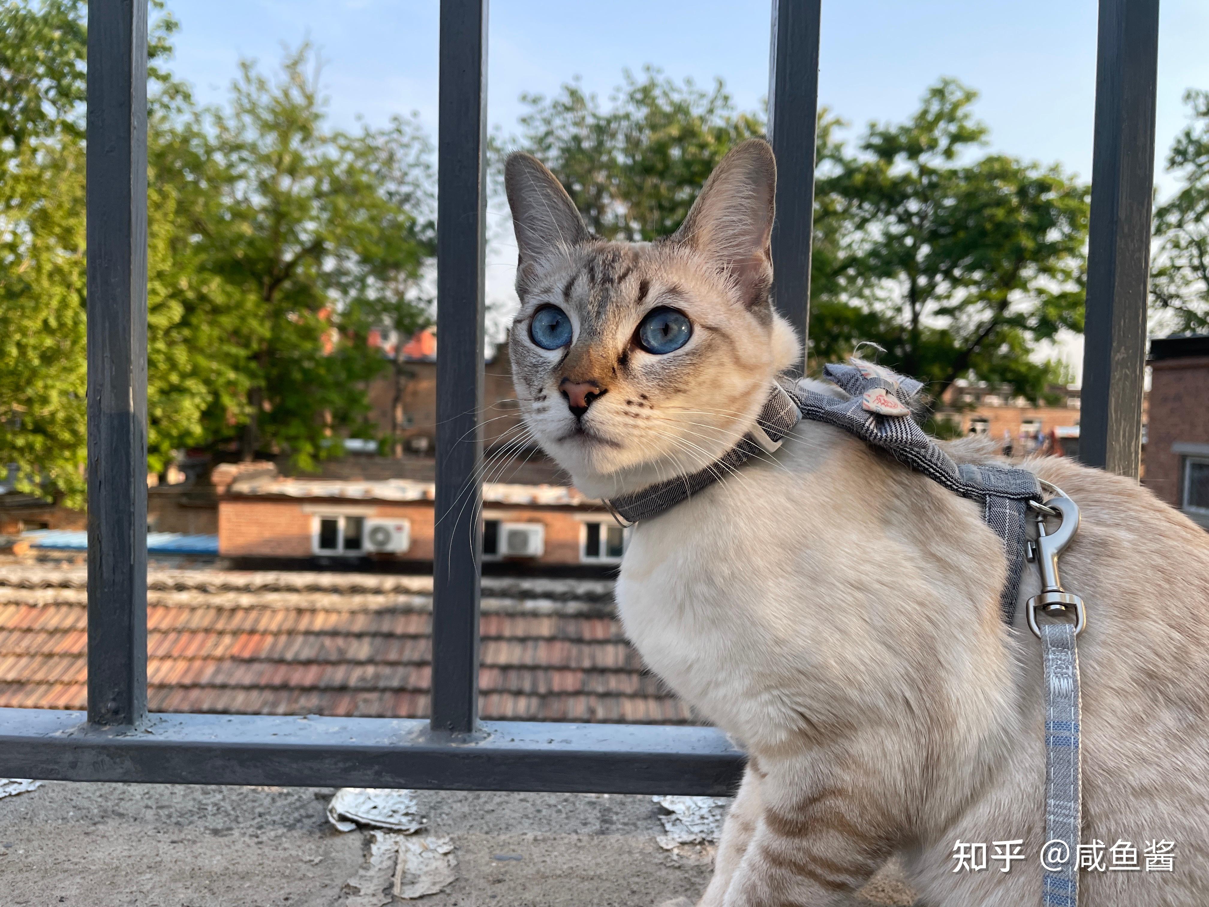 你们的虎斑暹罗猫长大了什么样子? - 知乎