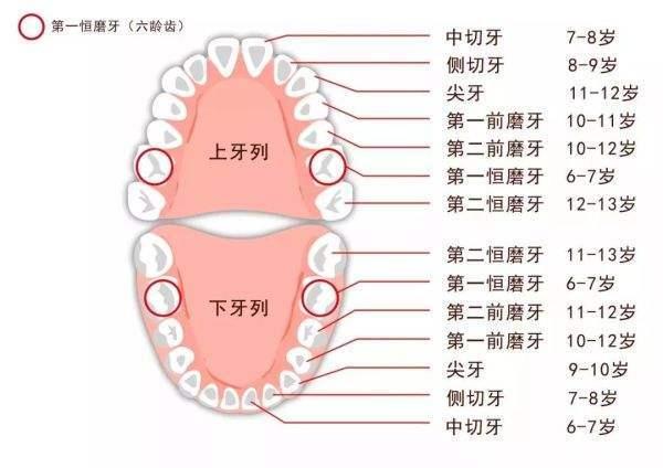 牙齿的种类有哪些图片