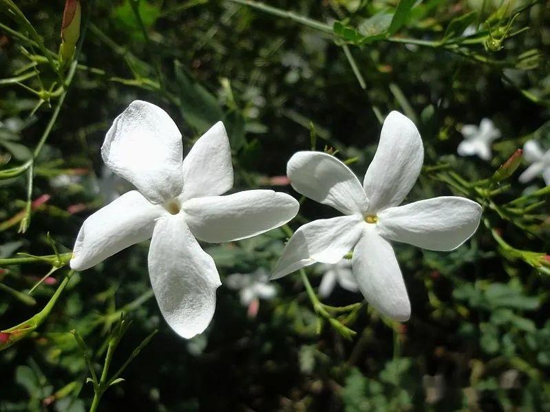 植物界全系列】唇形目—木樨科（七）：迎春花- 知乎