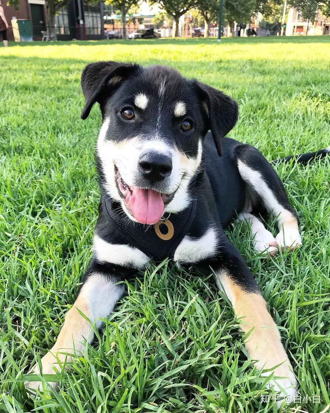 你见过哪些特别漂亮可爱的混血狗狗