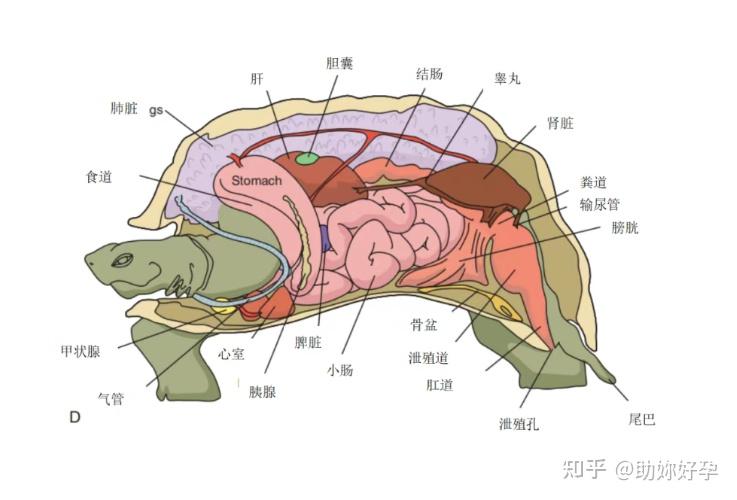 龟的解剖示意图 - 知乎