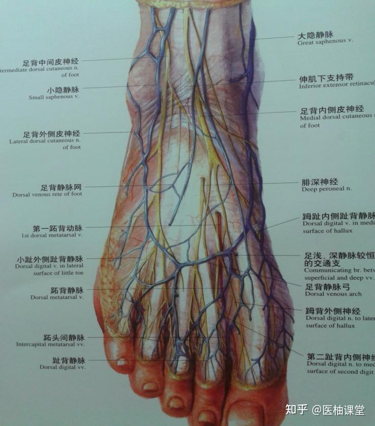 踝关节解剖分析(图文详解) - 知乎