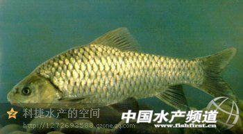 史上最全(169种)的淡水鱼图集 - 知乎