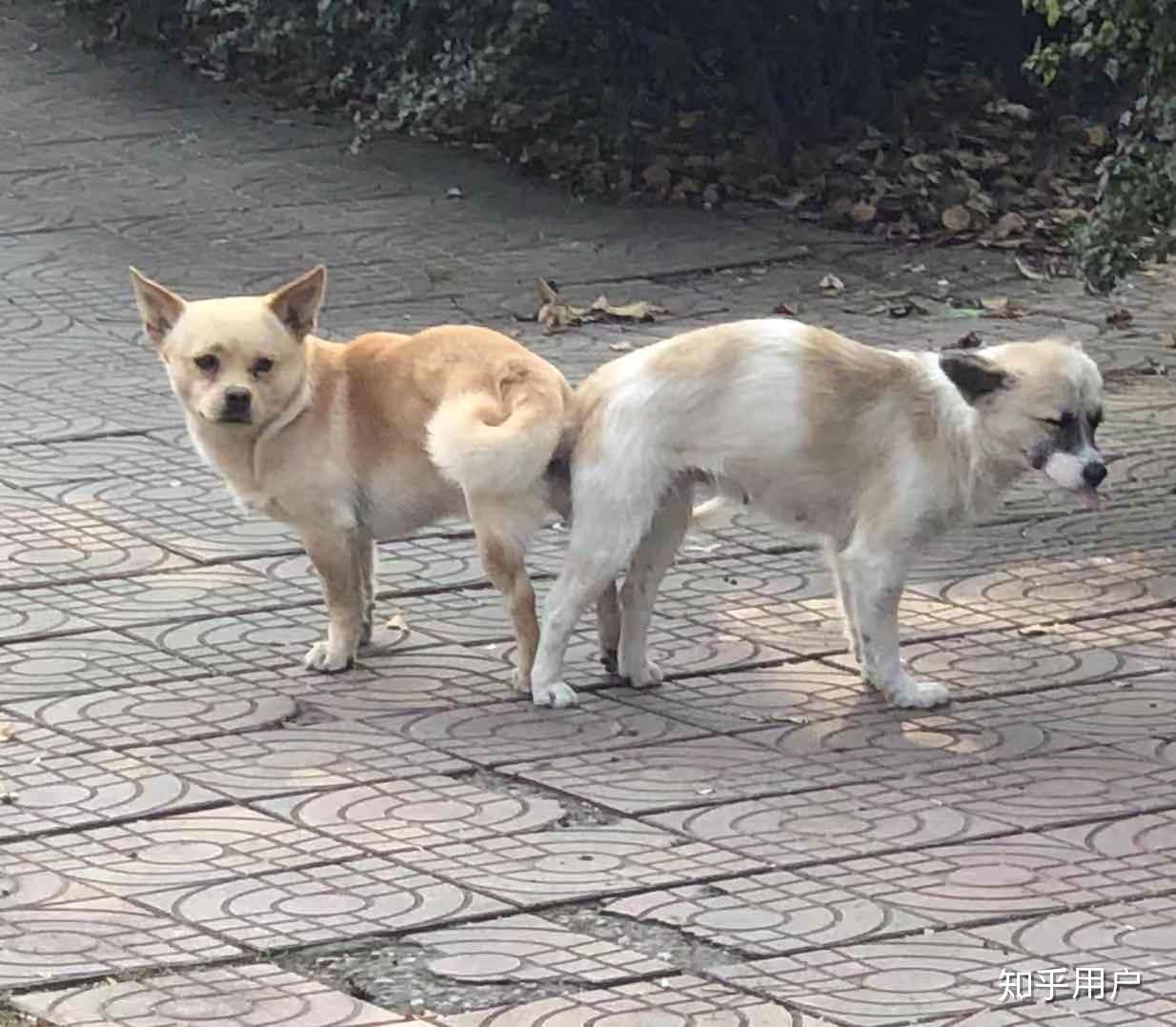 在街上看见两条屁股连着的狗怎么回事