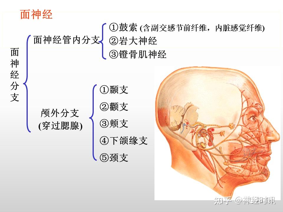 面神经解剖及相关病变 - 知乎