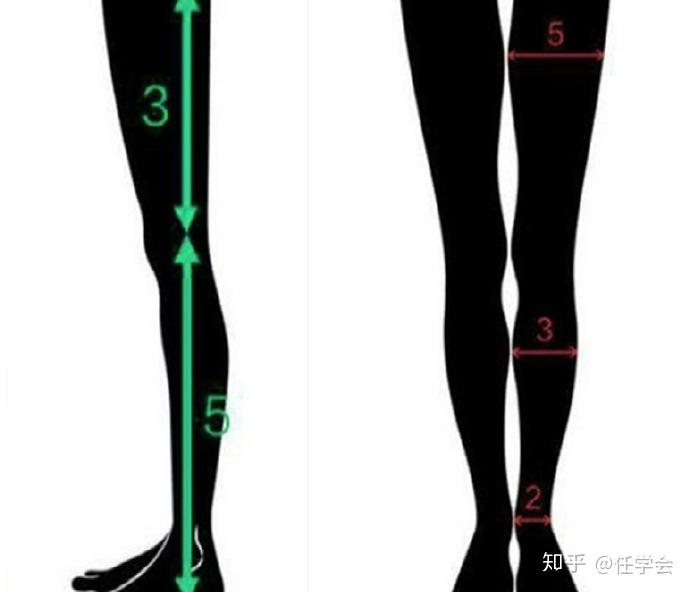 小腿和大腿的比例是多少? - 知乎