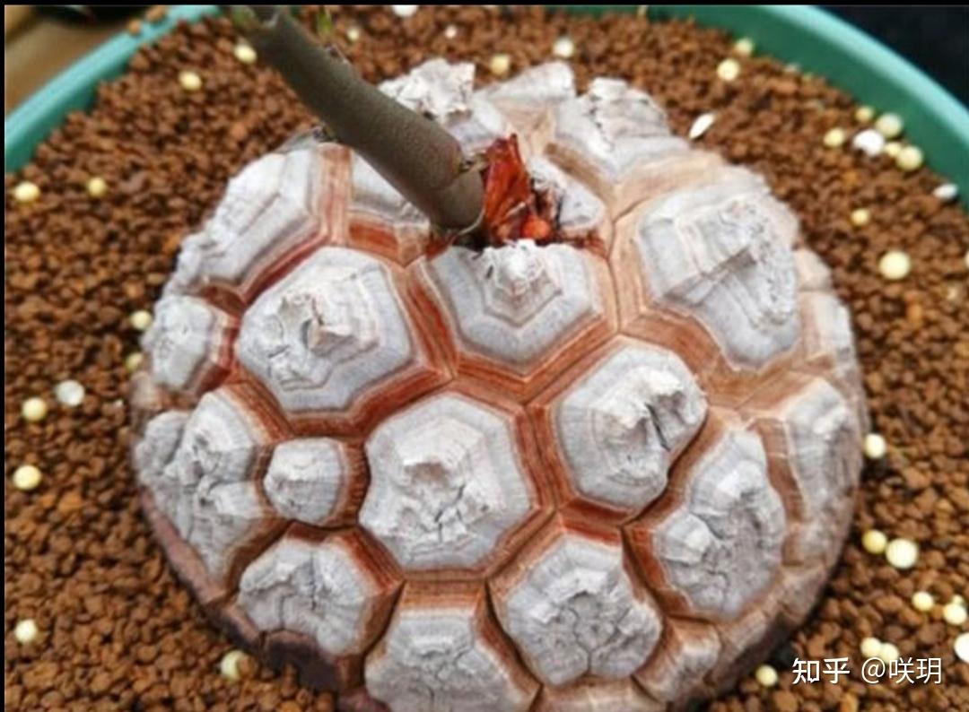 南非龟甲龙与墨西哥龟甲龙有什么区别外观与生长习性方面