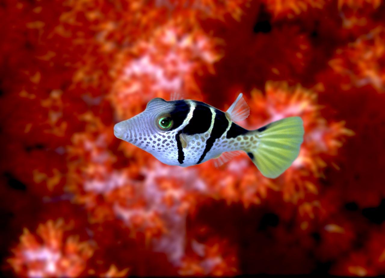 3. 探索泰国城地址