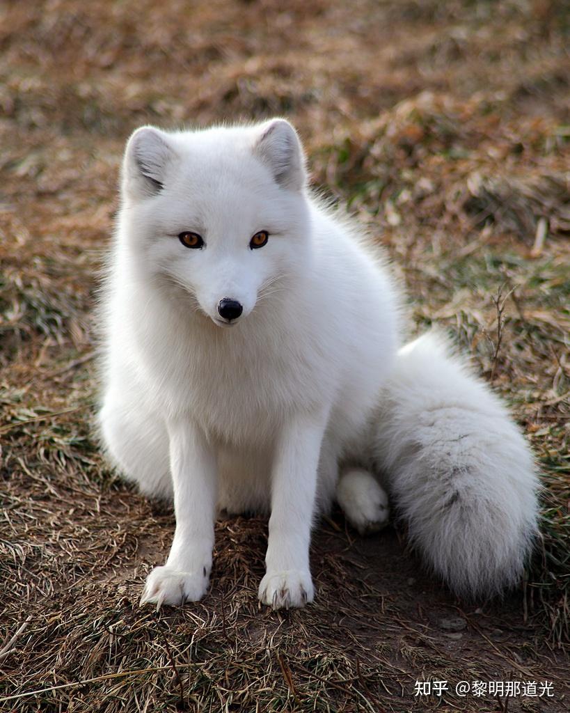 有哪些珍稀动物是毛绒绒的?