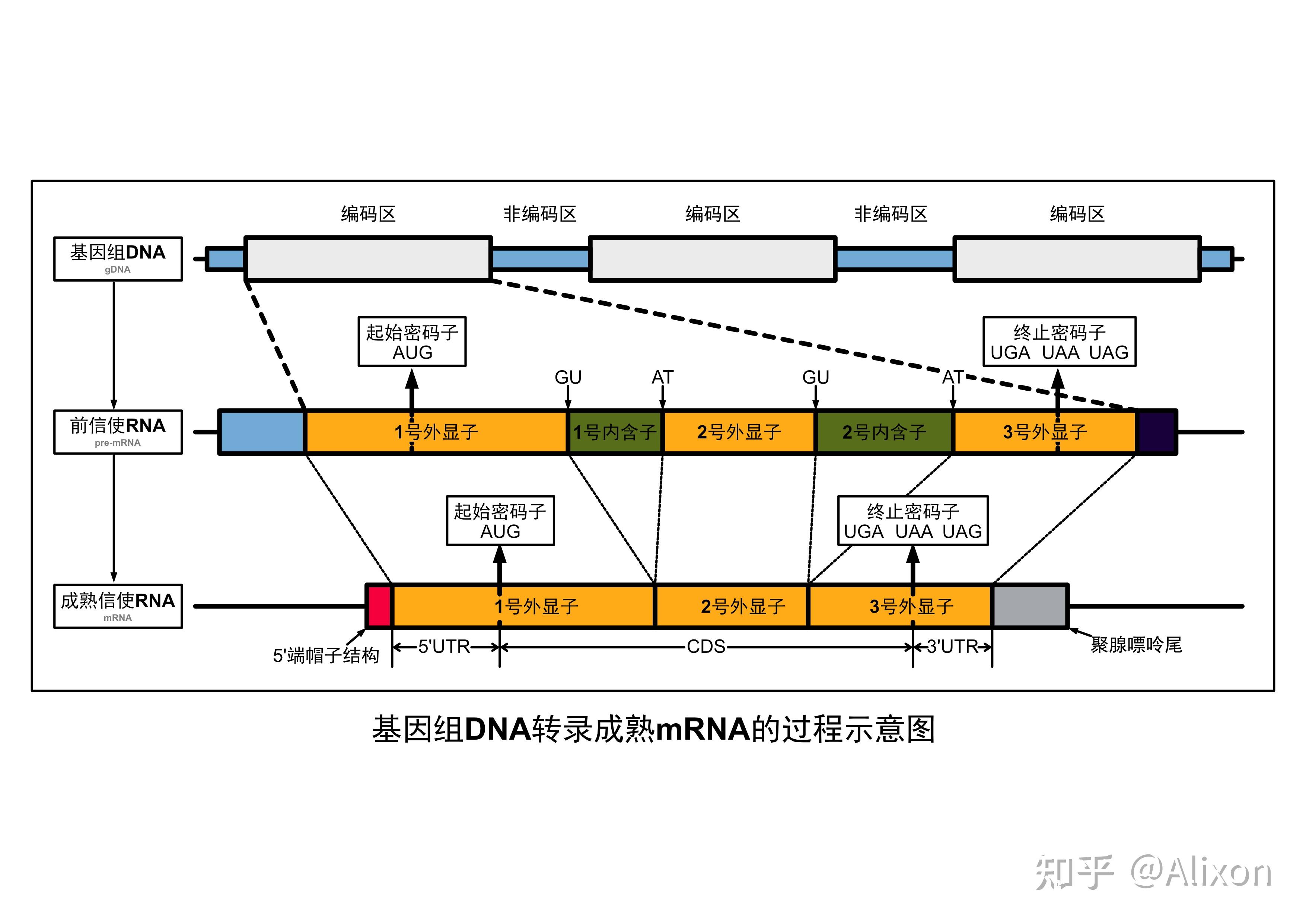 基因不完全连锁过程图图片