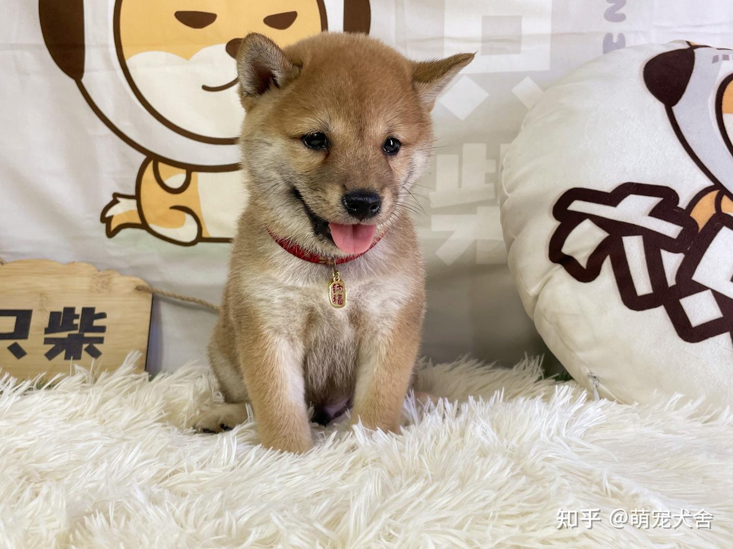 柴犬都有哪些颜色？柴犬哪个颜色是最好的呢？ - 知乎