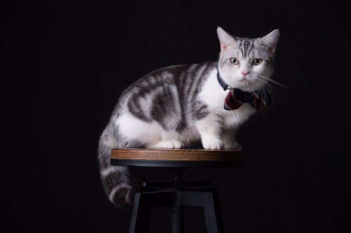 矮的那么认真矮的那么深猫中萌神矮脚猫