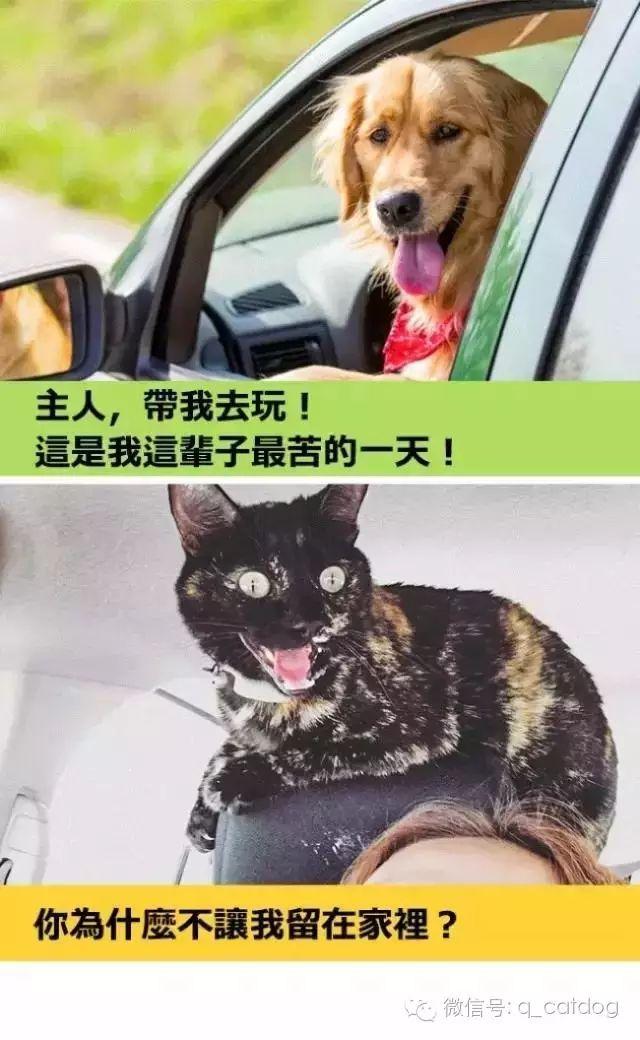 喵星人和汪星人的世界到底隔着多远? - 知乎