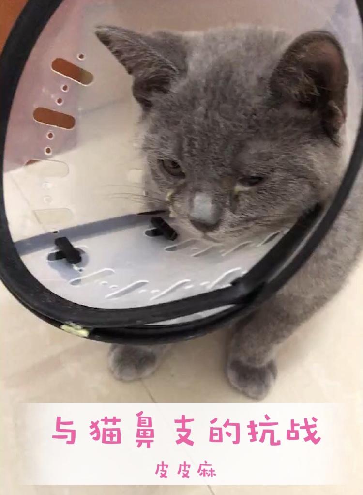 分享个猫鼻支基本不会复发的方法猫鼻支疱疹病毒杯状病毒的都进来 知乎