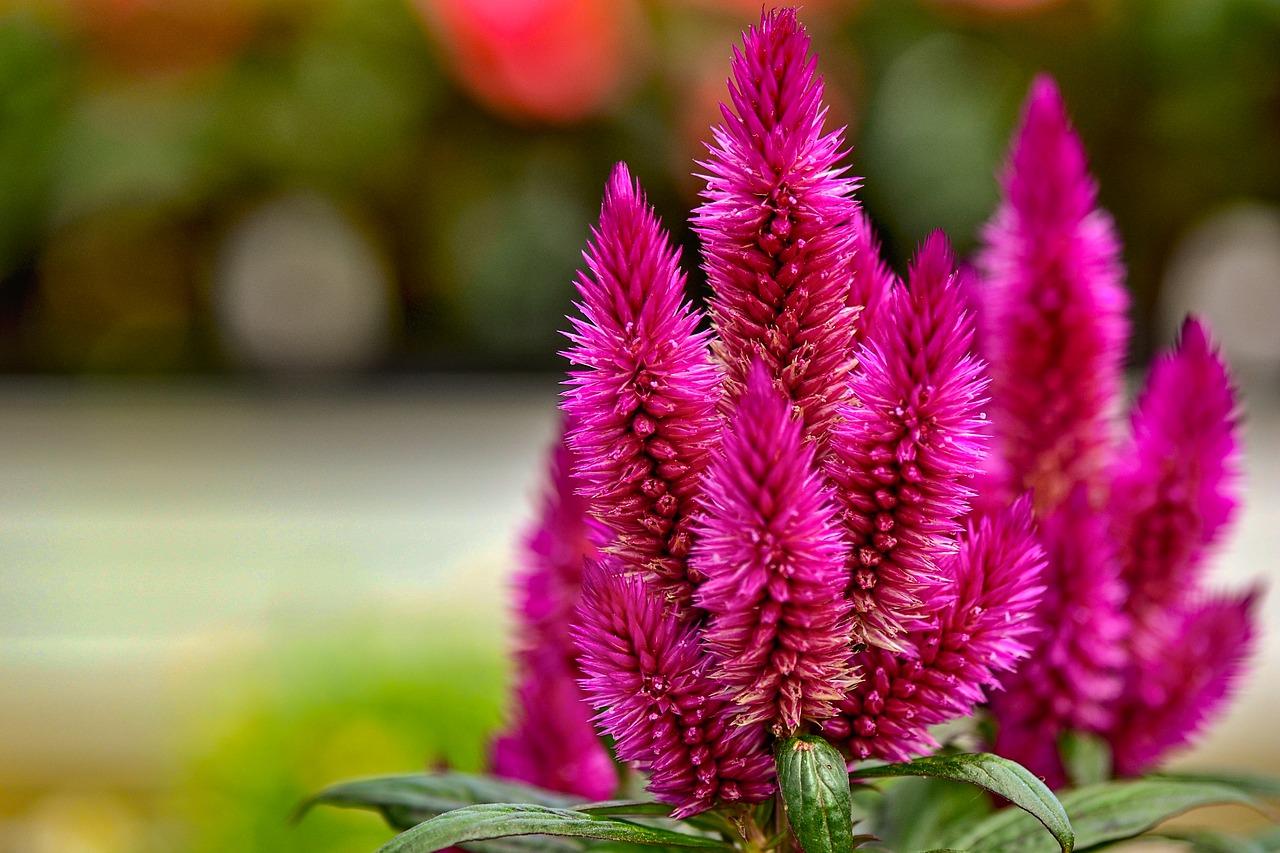 观赏桔树如何驱虫