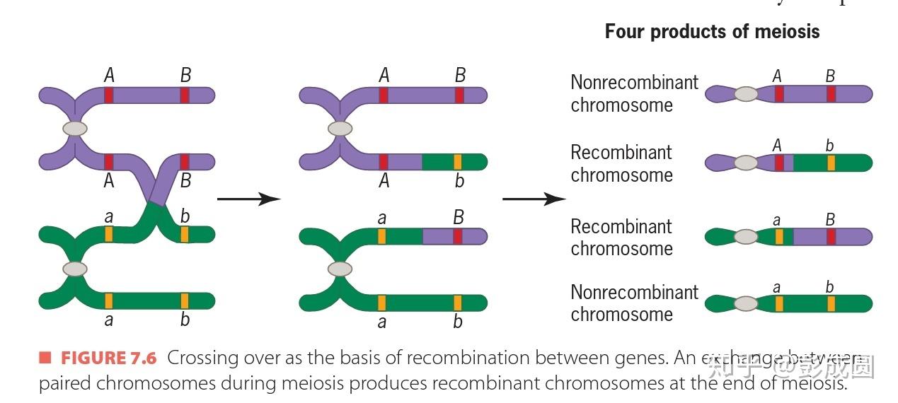 交叉互换产生配子图解图片