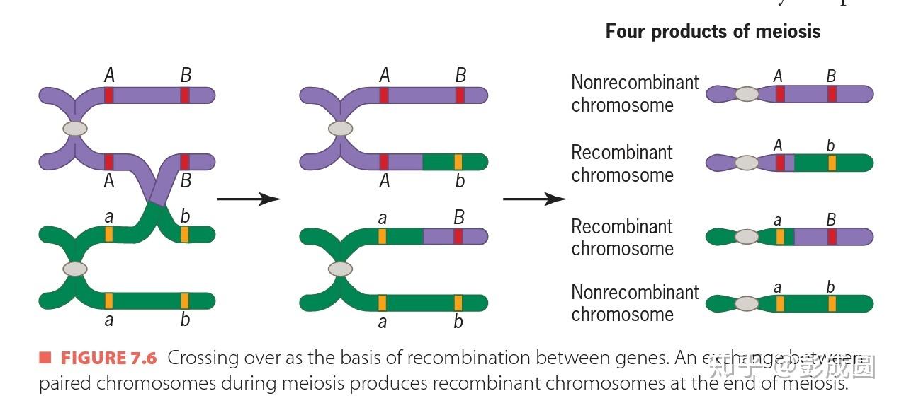 交叉互换能不能同一对换两次