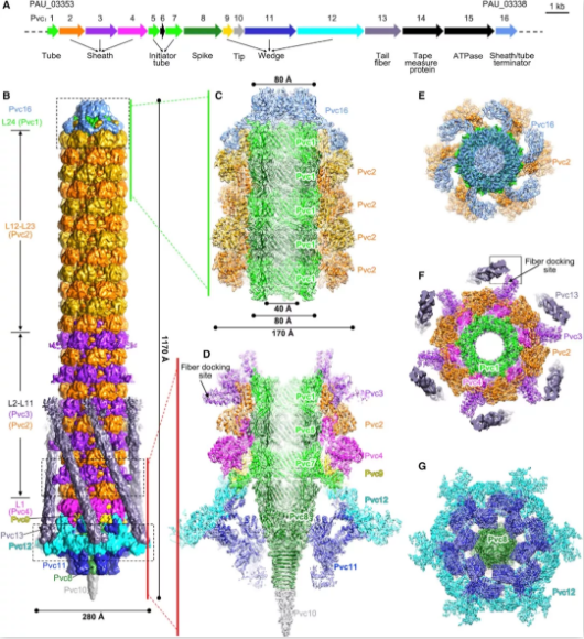 Cell | 高宁/金奇合作团队解析一种细菌可收缩注射系统的精细结构 - 知乎