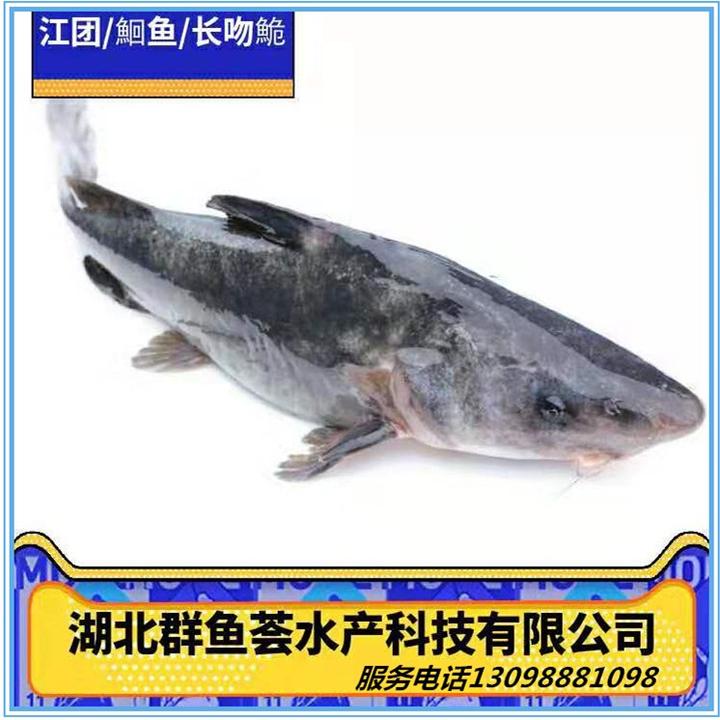 江团是发物吗,吃江团有什么好处 - 知乎