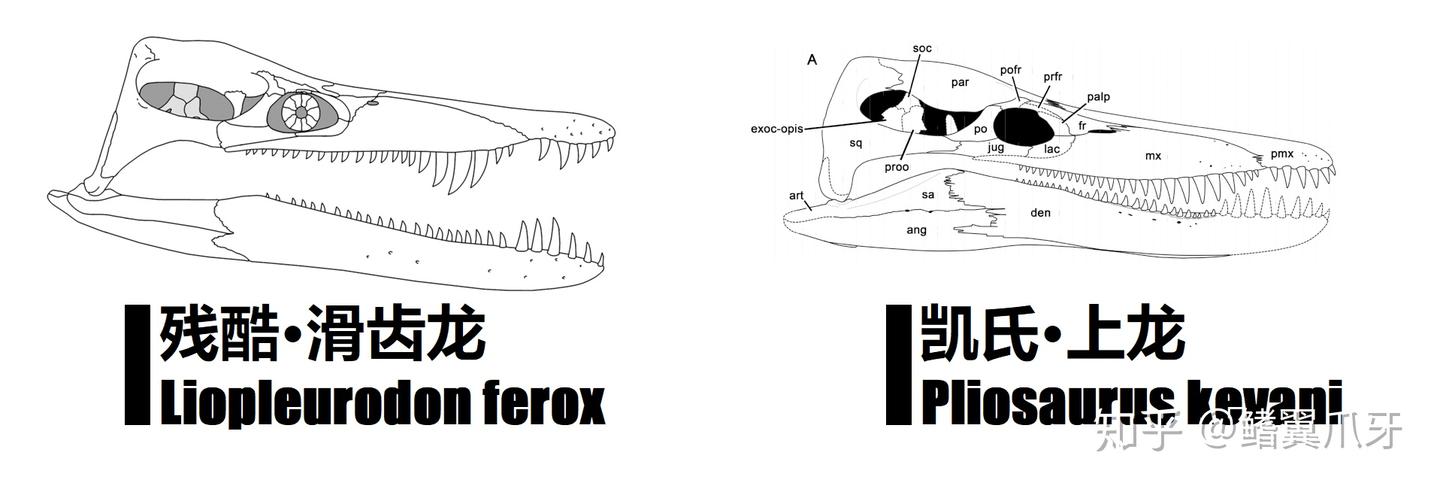 【远古の鳍】上龙科特辑:观我朵颐 - 知乎