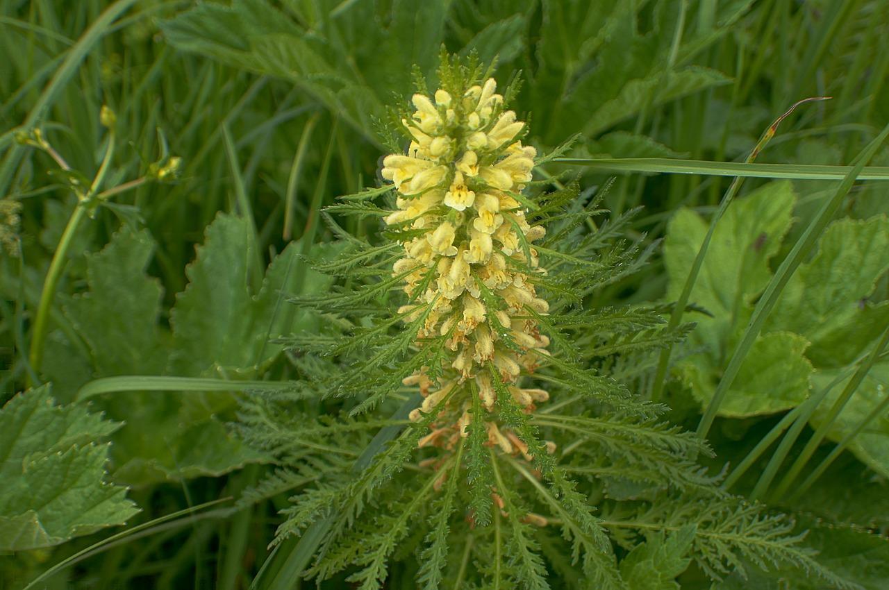 2. 家庭除蚤技巧