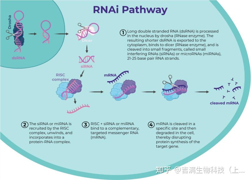 技术分享 | 基因干扰研究工具（上） - 知乎