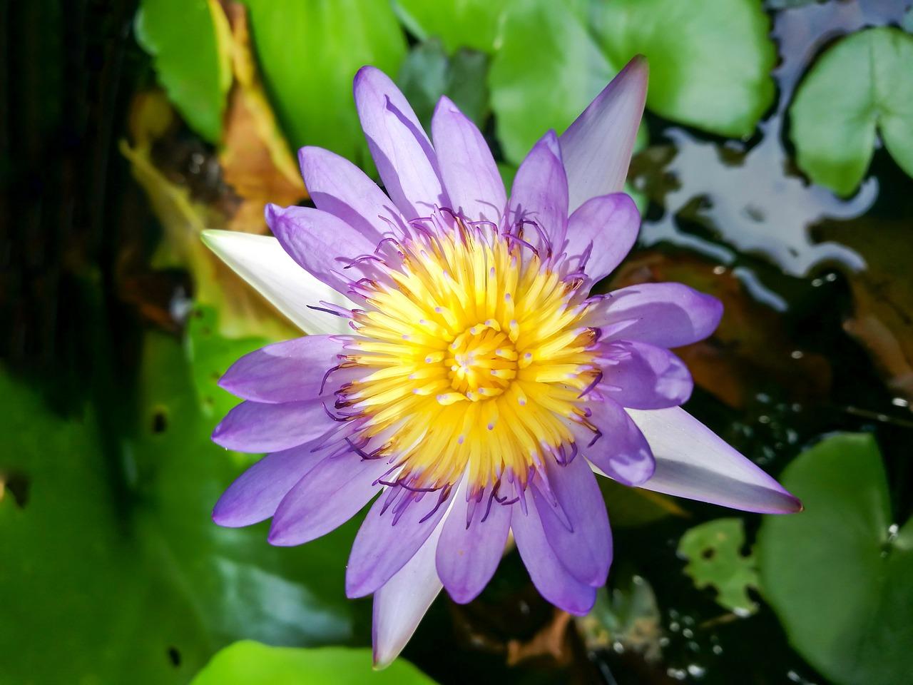 室外养鱼池怎么防水