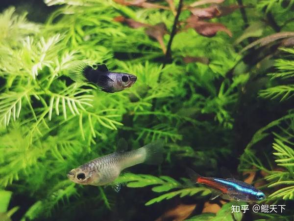 40厘米的小鱼缸适合养什么鱼 大家推荐一下呀