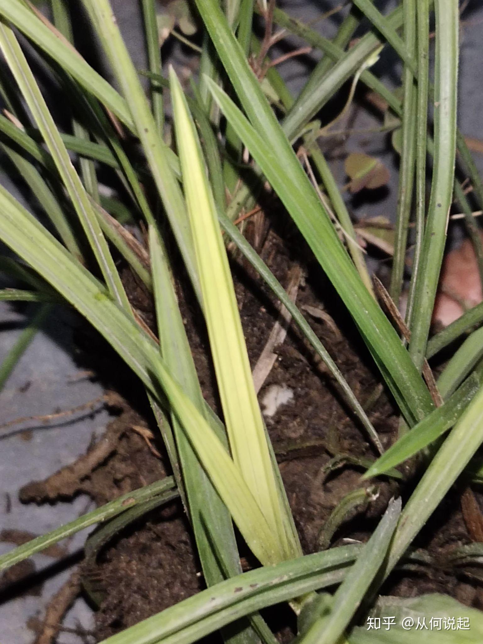 自己种的兰花变异了请问这是什么兰花