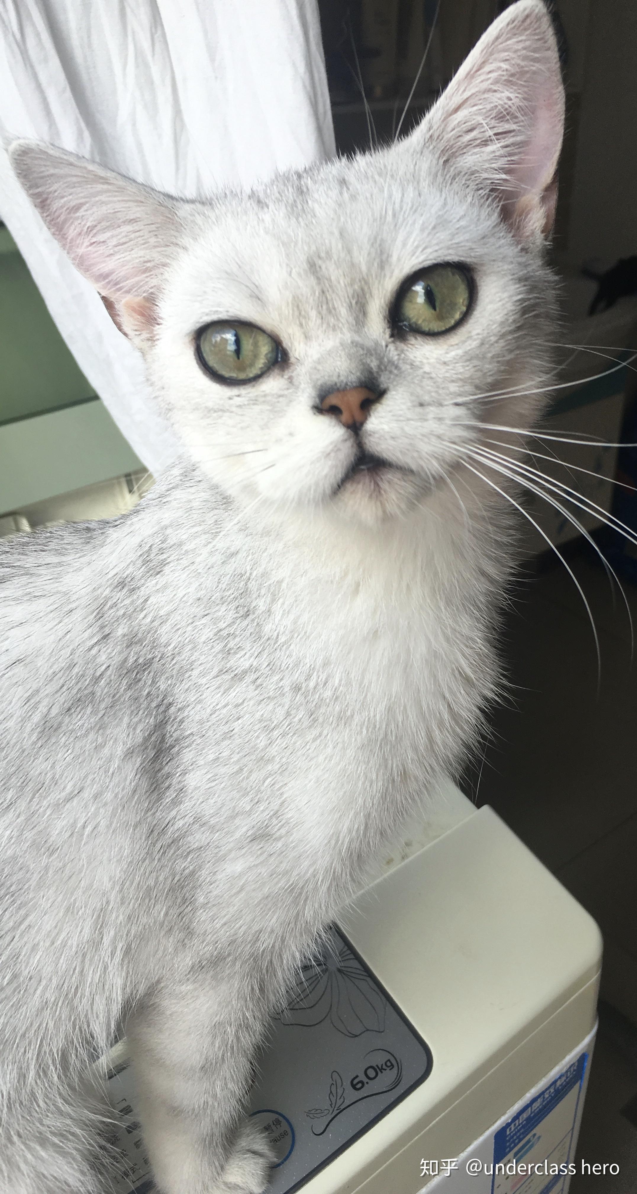 银渐层小猫品相如何? - 知乎