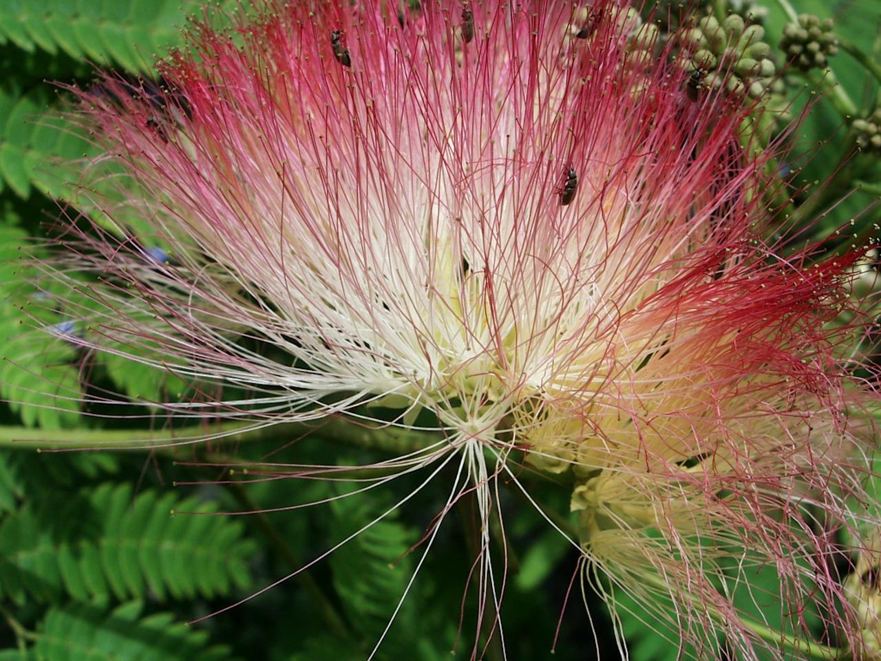 2. 南树生长习性