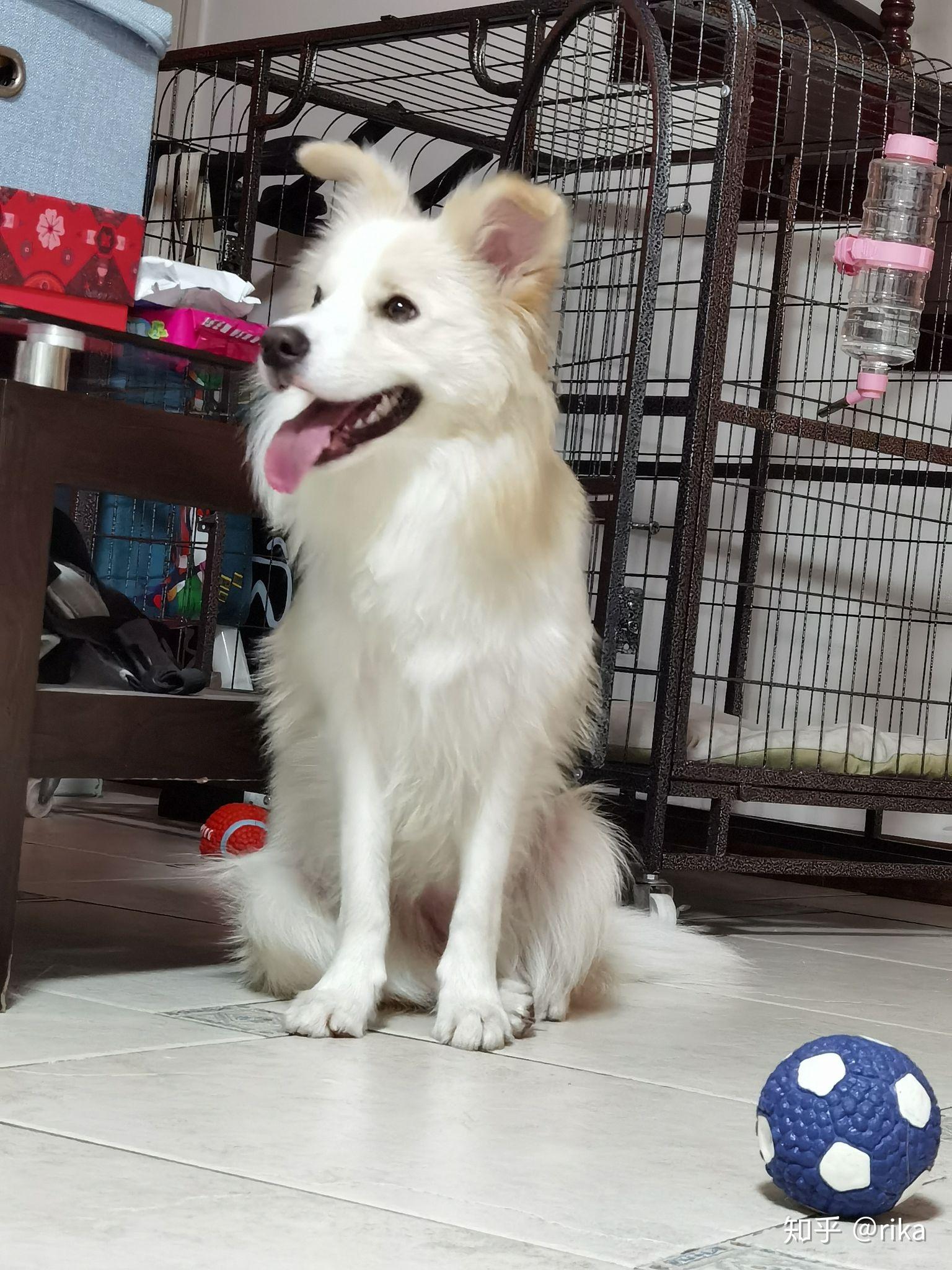 金毛边牧(金边)有多好看,多帅气? - 知乎