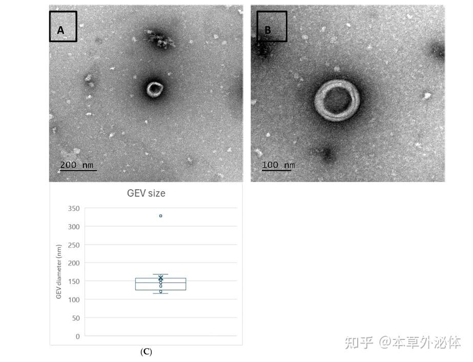 Int J Mol Sci|植物性外泌体样纳米囊泡治疗早期骨关节炎的分离、表征和体外细胞研究 - 知乎