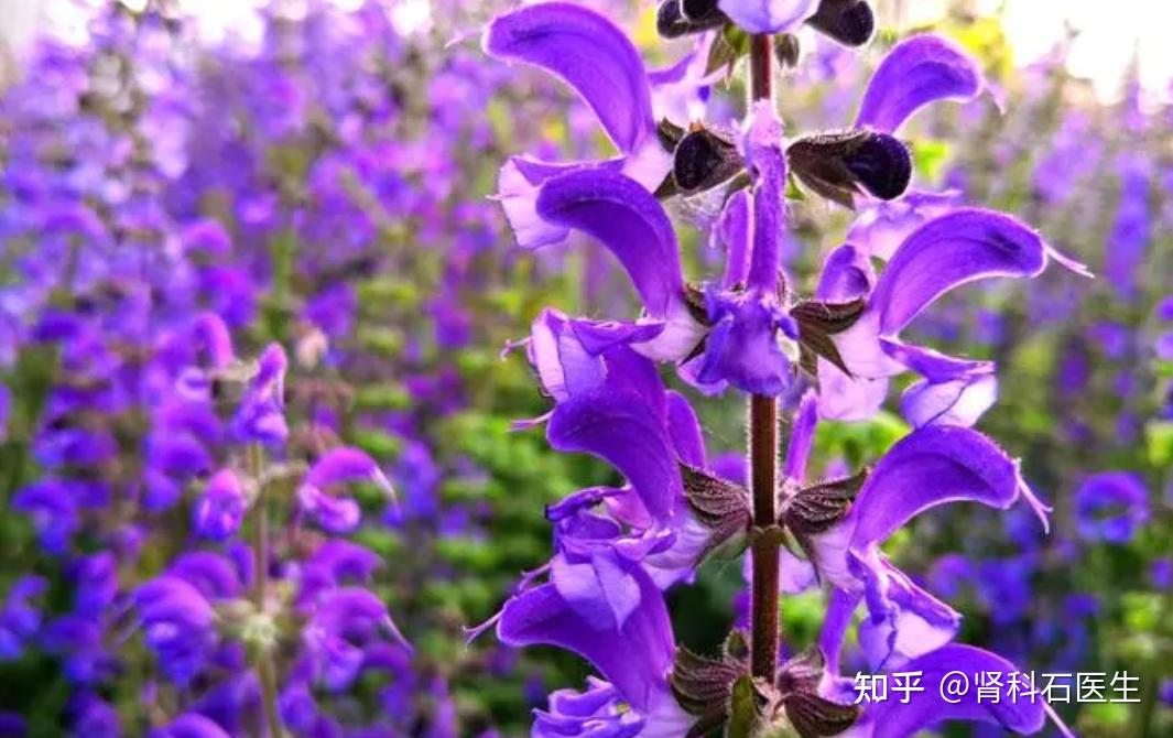 肾内科的一味良药：丹参，帮助肾友改善肾功能 - 知乎