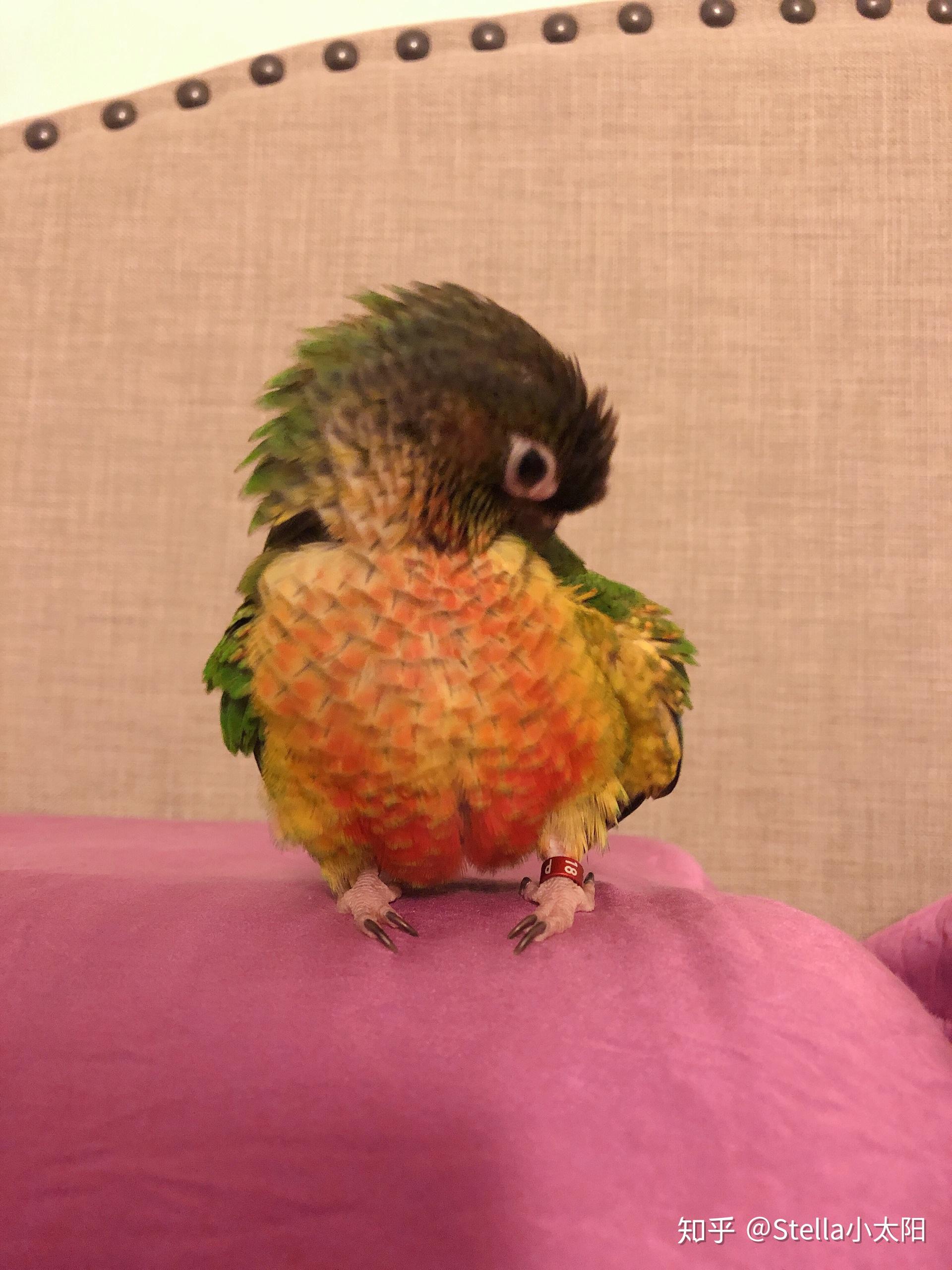 怎样判断鸟是炸毛还是毛蓬松?以及怎样判断是啄羽症还是在梳理毛发?