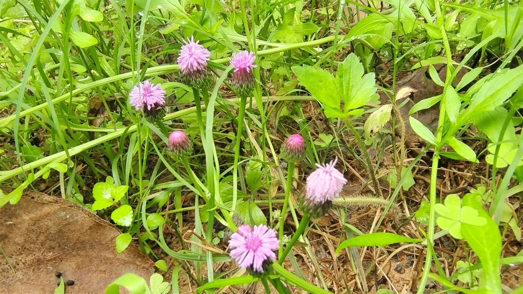 这个是泥胡菜吗