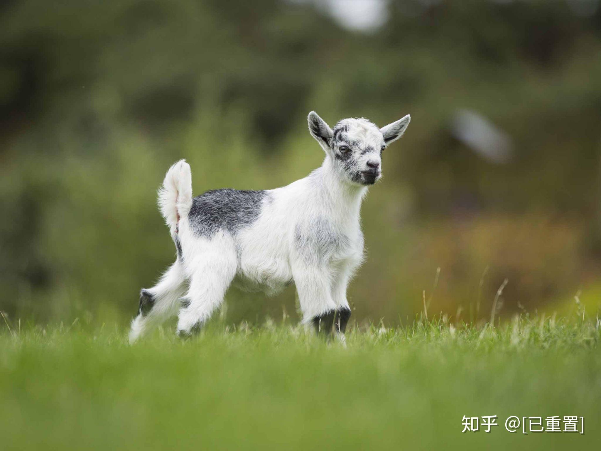 为什么羊没能成为人类的宠物