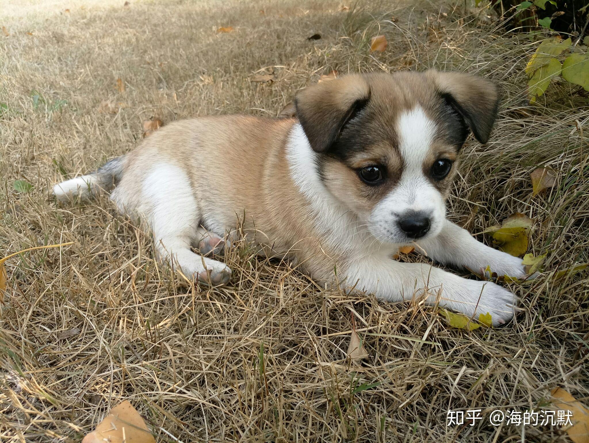 中华田园犬的颜值可以多高