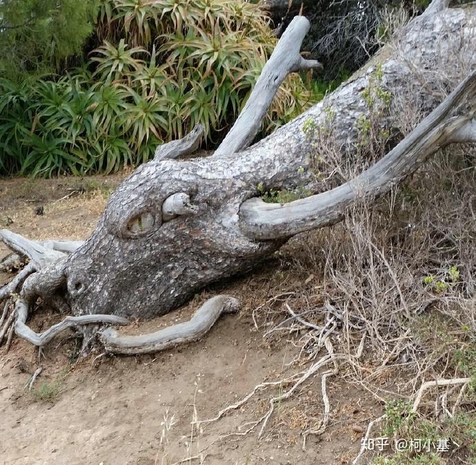 如果龍真實存在,有沒有物理和生物學的合理性解釋? - 知乎