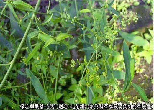 中药材:柴胡 - 知乎
