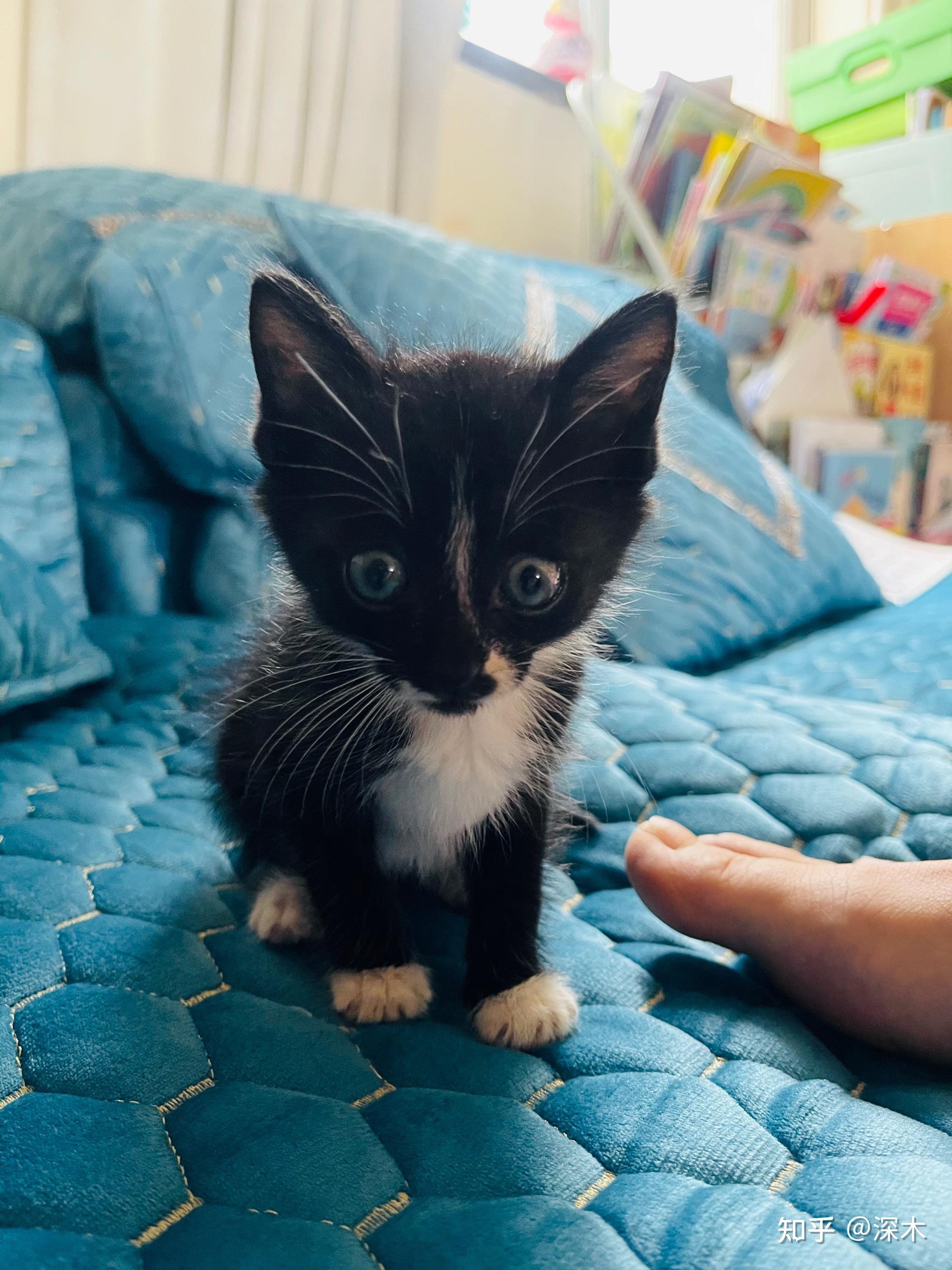 四爪白蹄喵小联盟有木有黑背白肚四爪白蹄的猫咪