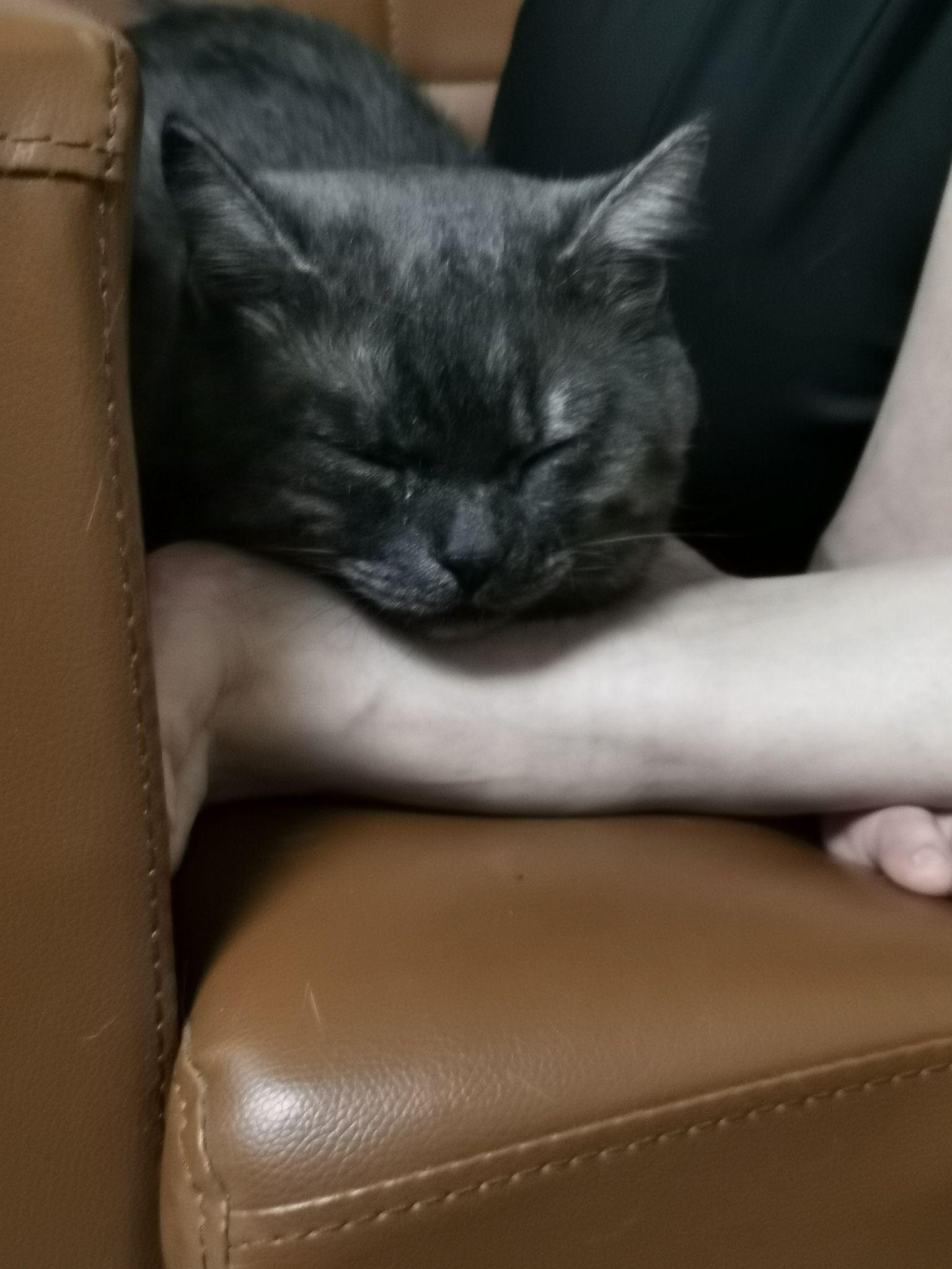 这只喵是烟色美短吗? - 知乎