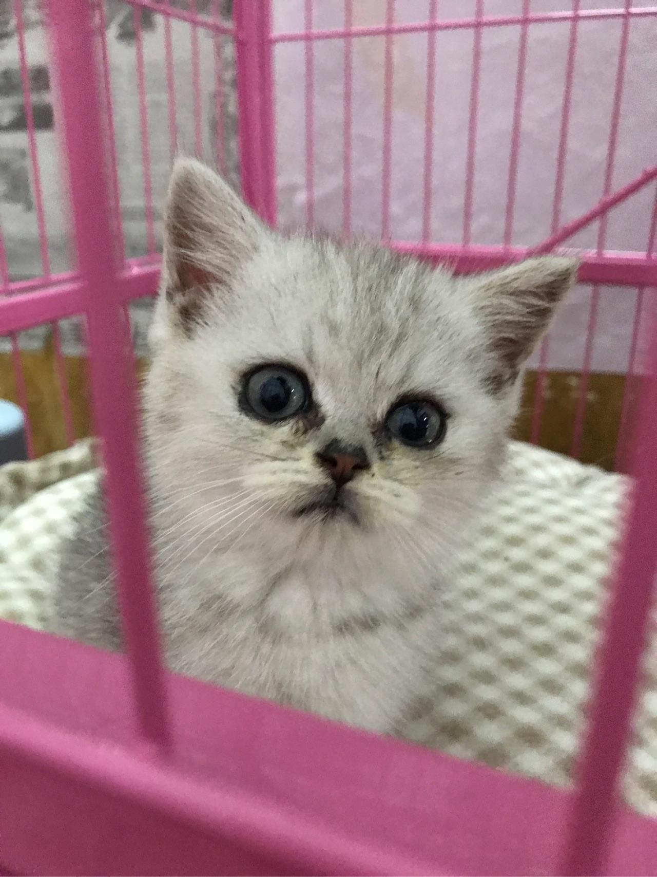 养一只银渐层鱼骨斑是怎样的体验