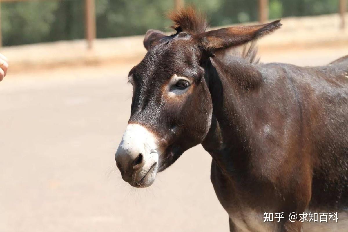 骡子是由古人类强制杂交,还是自然杂交,同理,狮虎兽又是怎样的? - 知乎
