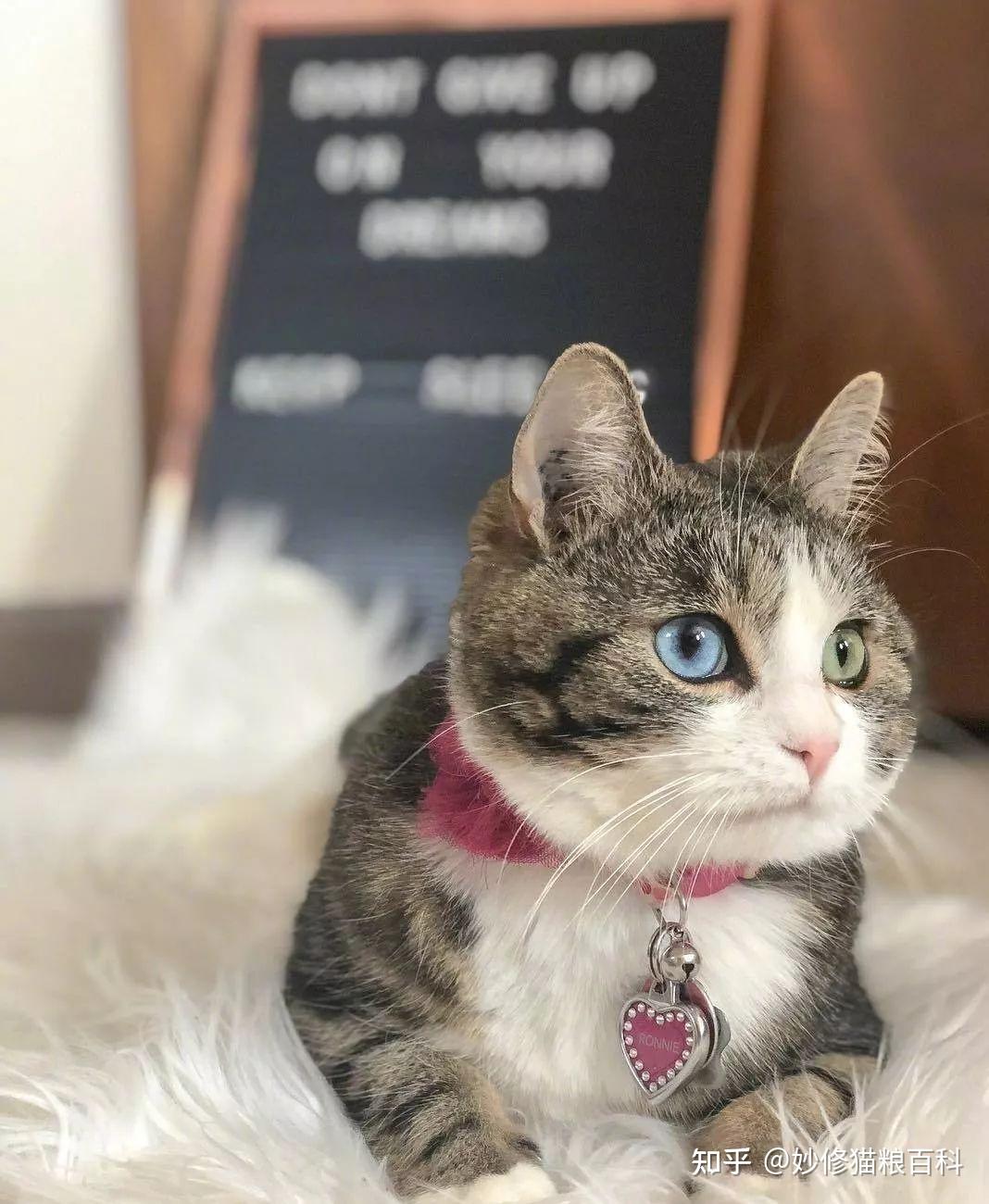 狸花猫”为什么经常被抛弃？原来是有原因的- 知乎